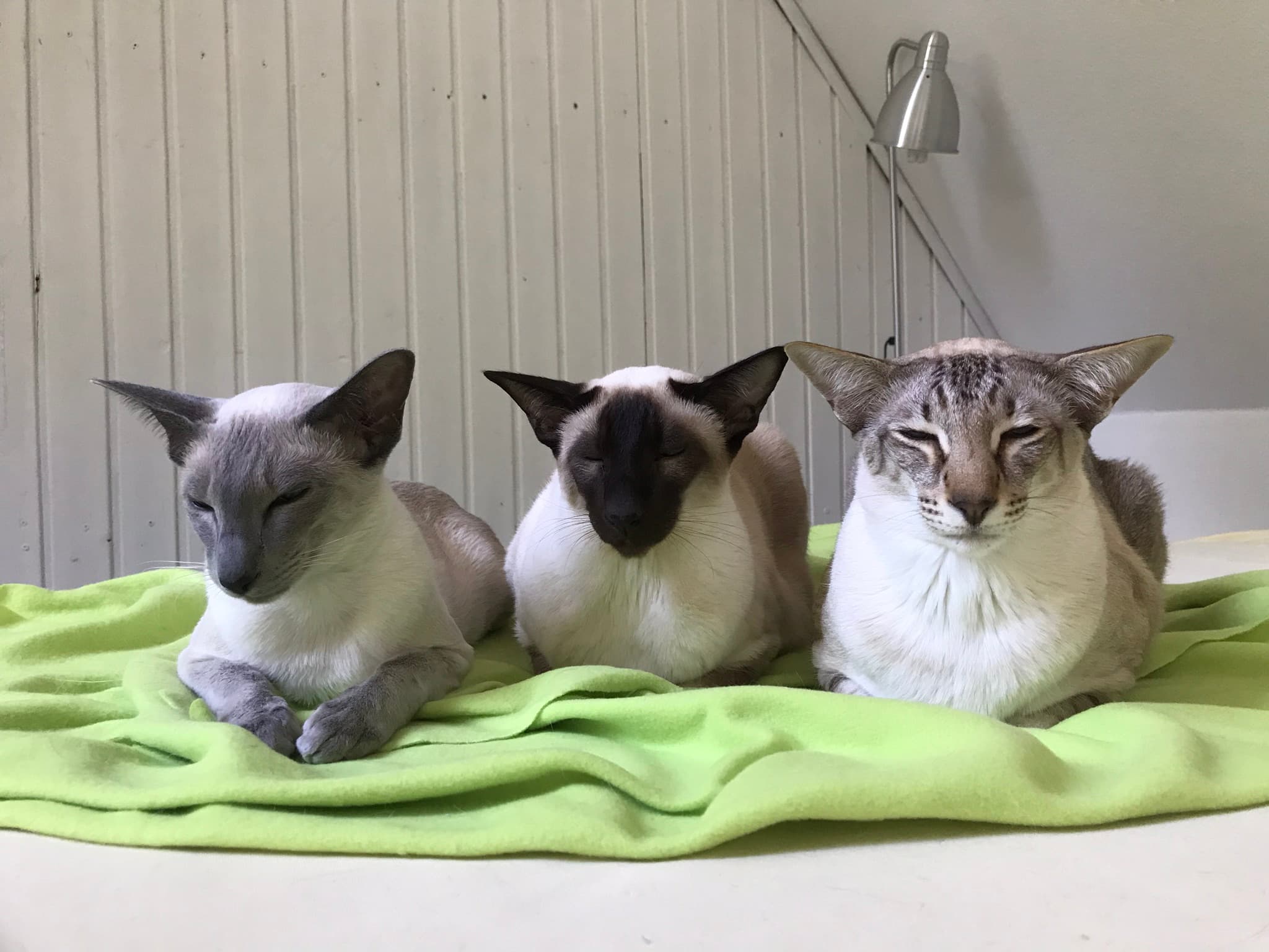 Pets relaxing together at home